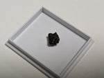 Triceratops Tooth