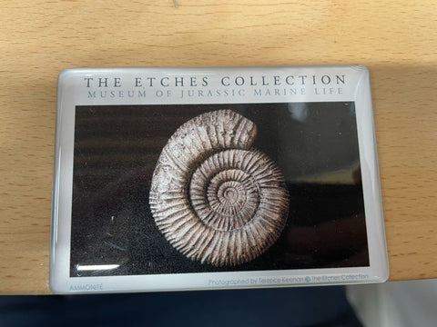 The Etches Collection Ammonite Fridge Magnet